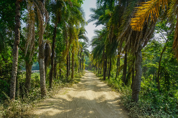 Obraz na płótnie Canvas Beautiful palm path in Mayapur, India