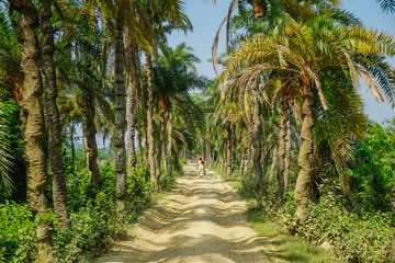 Beautiful palm path in Mayapur, India