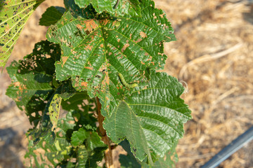 Diseases and pests of nuts and leaves of hazelnut bushes close-up. The concept of chemical garden protection. © Сергей Кучугурный