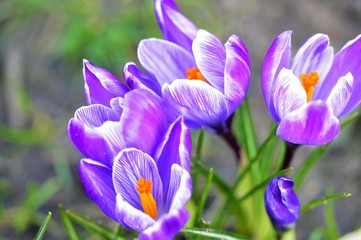 purple crocus in spring