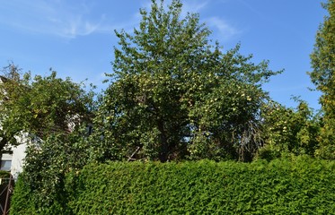 Sommer. Grünanlage im Stadtpark