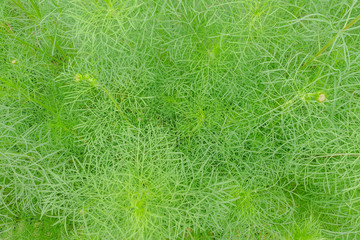 Cosmos flower leaf background