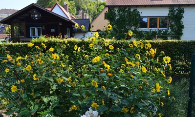 Obraz premium Sommer. Grünanlage im Stadtpark