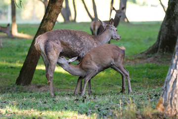 Säugende Rothirschkuh mit Kitz (Cervus elaphus)