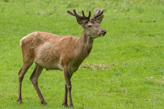 Junger Rothirsch (Cervus elaphus) mit Bastgeweih