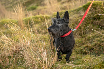 Old Scottish terrier dog in Meadow