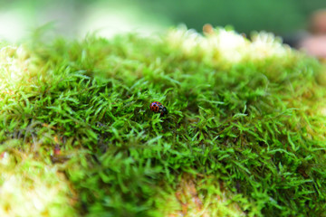 苔とてんとう虫