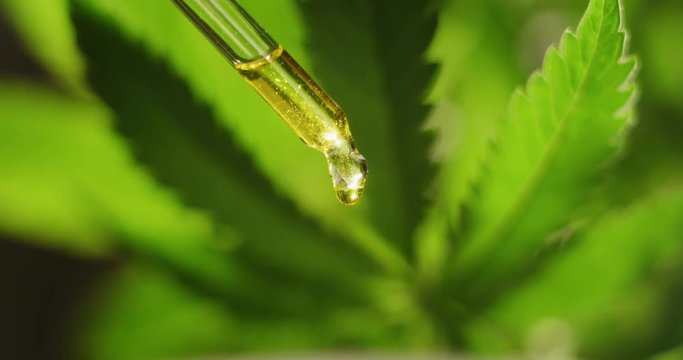 Slow motion of macro close up of droplet dosing a biological and ecological hemp plant herbal pharmaceutical cbd oil .