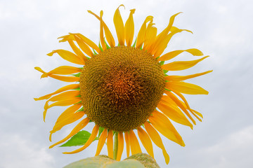 Sunflower in farm