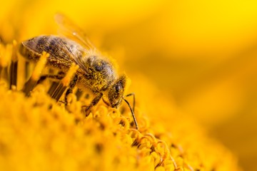 Honey bee covered with yellow pollen collecting sunflower nectar. Animal sitting at summer sun flower and collect for important environment ecology sustainability. Awareness of nature climate change