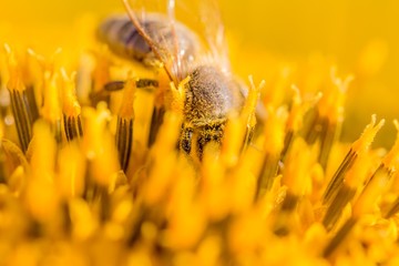 Honey bee covered with yellow pollen collecting sunflower nectar. Animal sitting at summer sun flower and collect for important environment ecology sustainability. Awareness of nature climate change
