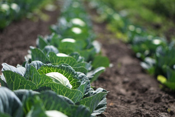 Cabbage in the garden of the farmer. Field with vegetarian plants in summer. Stock background, photo