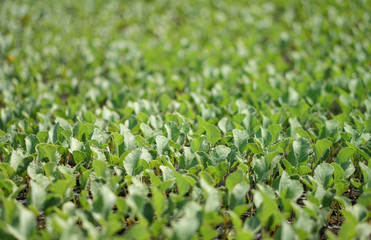 Selective Close-up of green seedling. Green salad growing from seed Farm garden in a greenhouse with watering plants. Stock background, photo