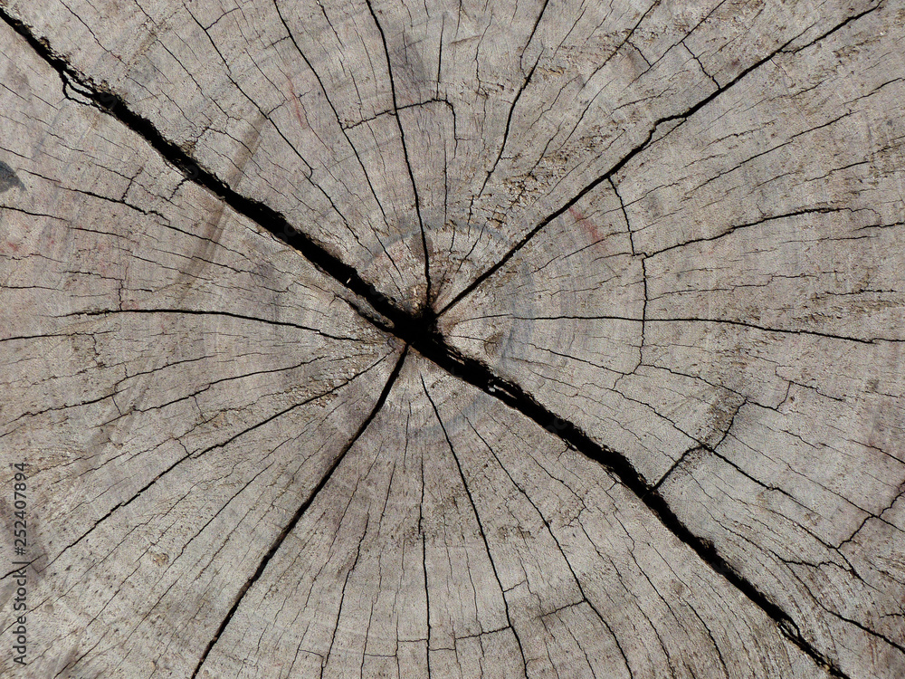 Sticker old tree stump texture background