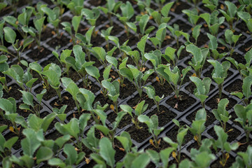 Selective Close-up of green seedling. Green salad growing from seed Farm garden in a greenhouse with watering plants. Stock background, photo
