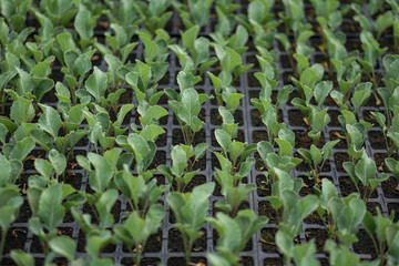 Selective Close-up of green seedling. Green salad growing from seed Farm garden in a greenhouse with watering plants. Stock background, photo