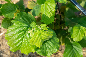 Diseases and pests of nuts and leaves of hazelnut bushes close-up. The concept of chemical garden protection.