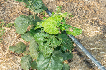 Diseases and pests of nuts and leaves of hazelnut bushes close-up. The concept of chemical garden protection. © Сергей Кучугурный