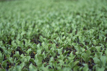Selective Close-up of green seedling. Green salad growing from seed Farm garden in a greenhouse with watering plants. Stock background, photo