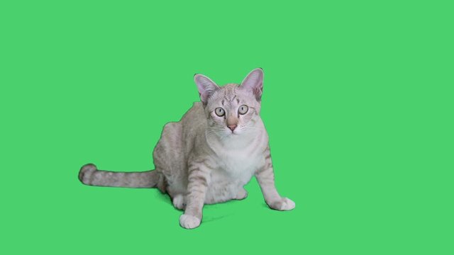 4K Tabby kitten sitting and looking around on chroma key background, Green screen