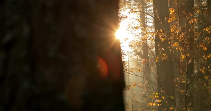 Bokeh light from the sun through trees in forest. Handheld video footage. Beautiful autumn morning sun in old forest. Sunlight sneak through the branches.