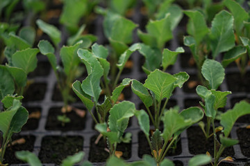 Selective Close-up of green seedling. Green salad growing from seed Farm garden in a greenhouse with watering plants. Stock background, photo