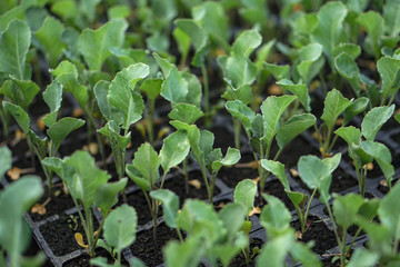 Selective Close-up of green seedling. Green salad growing from seed Farm garden in a greenhouse with watering plants. Stock background, photo