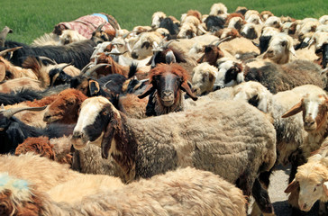 Goats and sheep in rural Iran with one looking straight at the camera