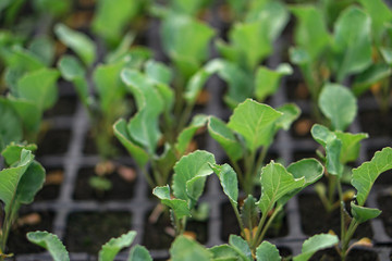 Selective Close-up of green seedling. Green salad growing from seed Farm garden in a greenhouse with watering plants. Stock background, photo