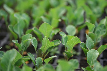 Selective Close-up of green seedling. Green salad growing from seed Farm garden in a greenhouse with watering plants. Stock background, photo