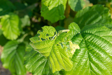 Hazelnut leaves are damaged by parasites and rot diseases. Pests and hazelnut garden protection concept