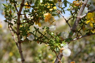 flowers on the tree