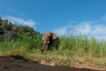 Asiatic or asian elephant in farm with blue sky background.
