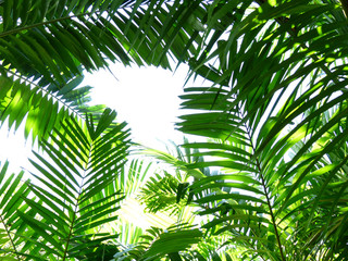 Fototapeta na wymiar beautiful palm leaves of tree in sunlight