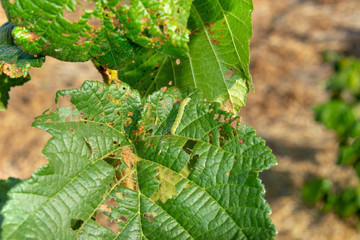 Diseases and pests of nuts and leaves of hazelnut bushes close-up. The concept of chemical garden protection. © Сергей Кучугурный