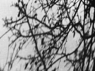 Stainless steel with shadow tree texture