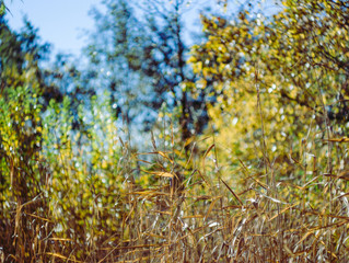 yellow flowers on a tree