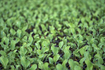 Selective Close-up of green seedling. Green salad growing from seed Farm garden in a greenhouse with watering plants. Stock background, photo