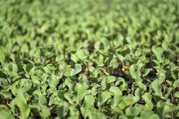 Fototapeta premium Selective Close-up of green seedling. Green salad growing from seed Farm garden in a greenhouse with watering plants. Stock background, photo