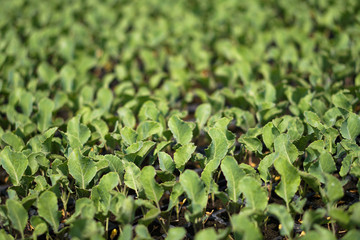 Fototapeta premium Selective Close-up of green seedling. Green salad growing from seed Farm garden in a greenhouse with watering plants. Stock background, photo