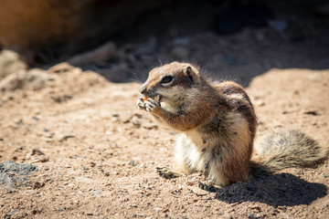 Atlashörnchen