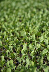 Selective Close-up of green seedling. Green salad growing from seed Farm garden in a greenhouse with watering plants. Stock background, photo