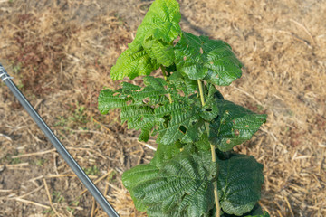 Diseases and pests of nuts and leaves of hazelnut bushes close-up. The concept of chemical garden protection. © Сергей Кучугурный