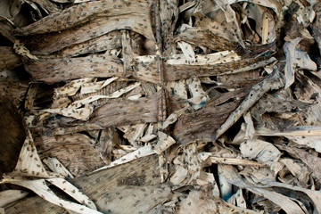 Crickets on dry leaves, in a Crickets for food farm, area of Da Lat city, Vietnam.