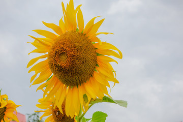 Sunflower in farm