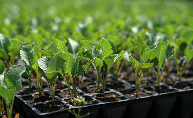 Selective Close-up of green seedling. Green salad growing from seed Farm garden in a greenhouse with watering plants. Stock background, photo
