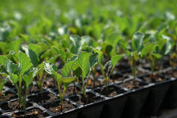 Selective Close-up of green seedling. Green salad growing from seed Farm garden in a greenhouse with watering plants. Stock background, photo