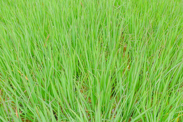 Green rice leaf background