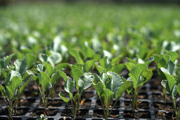 Selective Close-up of green seedling. Green salad growing from seed Farm garden in a greenhouse with watering plants. Stock background, photo