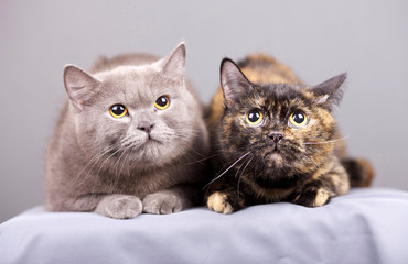 Portrait of two cats
